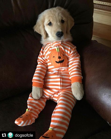 cleveland.com | OMG how cute is this golden retriever puppy?!?! Looks like someone is ready for Halloween 👻🎃😻 Her name is Tequila and she lives in… | Instagram Golden Retriever Halloween Costume, Golden Retriever Costume, Puppy Halloween Costumes, Golden Retriever Halloween, Ghost Costume, Puppy Cute, Pet Halloween Costumes, Like Someone, Ready For Halloween