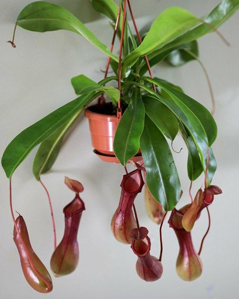 Pitcher Plant Care, Monkey Plant, Carnivorous Pitcher Plant, Dracaena Marginata, Pitcher Plant, Unusual Plants, Office Plants, Money Trees, Flower Care