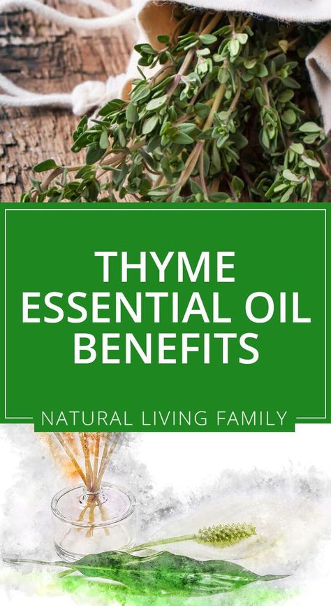 Thyme Oil Benefits, Thyme Essential Oil Benefits, Thyme Essential Oil Uses, Essential Oils For Migraines, Oregano Oil Benefits, Essential Oils Focus, Respiratory Problems, Thyme Essential Oil, Thyme Oil