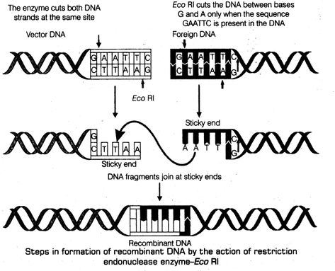 Biotechnology: Principles and Processes - CBSE Notes for Class 12 Biology - Learn CBSE  #BiotechnologyPrinciplesandProcesses #CbseNotesforClass12BioIogy Dna Ligase, Recombinant Dna, Dna Polymerase, Animal Cells, Prokaryotic Cell, Science Computer, Engineering Books, Dna Technology, Eukaryotic Cell