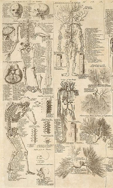 Old Anatomy Book, Vintage Anatomy Prints, Medical Diagrams, Biological Illustration, Stary Papier, Dnd Campaign, Medical Wallpaper, Wallpaper Iphone Lucu, Istoria Artei