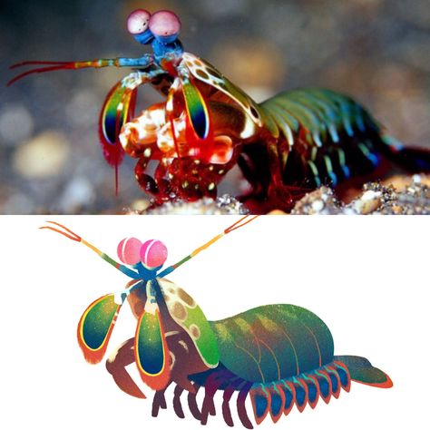 Mantis Shrimp Character Design, Mantis Shrimp Art, Mantis Shrimp Tattoo, Mantis Shrimp Drawing, Shrimp Character, Shrimp Character Design, Sea Life Theme, Mantis Shrimp, Marine Colors