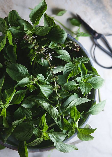 basil Basil Aesthetic, Vodka Gimlet, Fresh Fruit Recipes, Lime Basil, Spices And Herbs, Growing Herbs, Fruit Recipes, Beautiful Food, Herb Garden