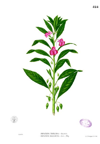 Impatiens balsamina - Balsamina Impatiens Balsamina, Botanical Illustrations, Diy Backyard, Wikimedia Commons, Botanical Illustration, Public Domain, Sri Lanka, Search Engine, Oasis