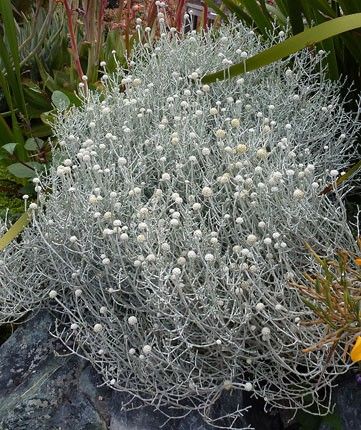 Leucophyta Brownii, Cushion Bush, Coastal Plants, Silver Plant, Australian Native Garden, Australian Plants, Australian Native Plants, Australian Garden, Garden Shrubs