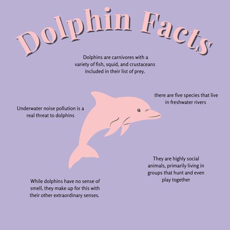 Oceanography Marine Biology, Marine Poster, Dolphin Facts, Animal Infographic, Wildlife Biologist, Biology Facts, Ocean Pollution, Biology Notes, Marine Biologist