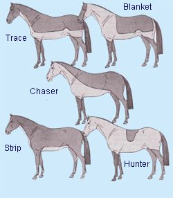 Different types of horse clips Anatomy Revision, Clipping Horses, Horse Hacks, Vet Nursing, Riding Exercises, Hunt Seat, Horse Clipping, Horse Facts, Horse Anatomy