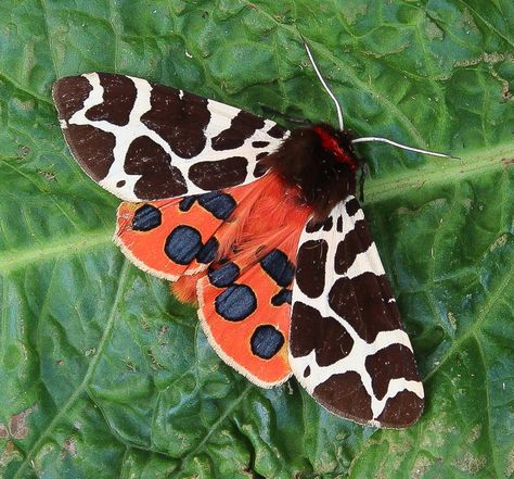 Tiger Moth Tattoo, Garden Tiger Moth, Giant Leopard Moth, Colorful Insects, Io Moth, Leopard Moth, Moth Species, Deaths Head Moth, Tiger Moth