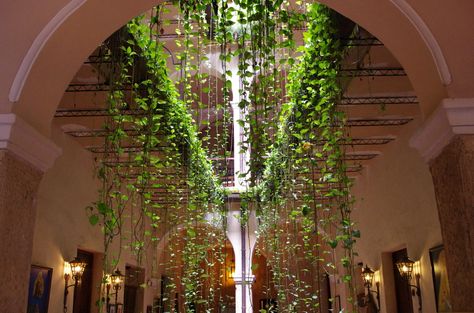 Hanging plants by Paul Chilton, via 500px Hanging Ivy, House Plants Hanging, Hanging Plants Diy, Terrace Furniture, Garden Paradise, Ivy Plants, Trailing Plants, Indoor Gardens, Plant Lighting