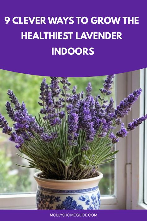 Discover the secret to growing lavender indoors successfully with our comprehensive guide. Learn how to care for your lavender plant, from choosing the right container and soil mix to providing proper sunlight and water. With these expert tips, you can enjoy beautiful blooms and fragrant lavender right in your home all year round. Elevate your space with these easy steps on how to grow lavender indoors effortlessly. Lavender Plant Indoors, Growing Lavender Indoors, Indoor Lavender Plant, Propagate Lavender, Lavender Plant Care, Inside Flowers, Lavender Potpourri, How To Propagate Lavender, Cottage Gardening