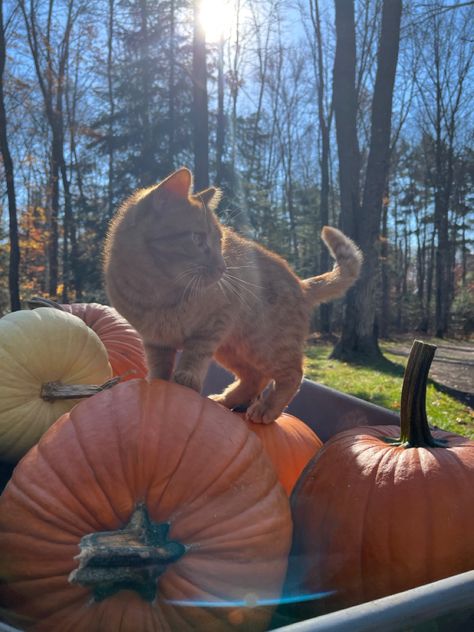 Sunny Fall Aesthetic, Cats In Fall, Fall Aesthetic Pictures, Fall Cat, Fall Cats, Autumn Magic, Amazon Reviews, Cozy Season, Cute Pets