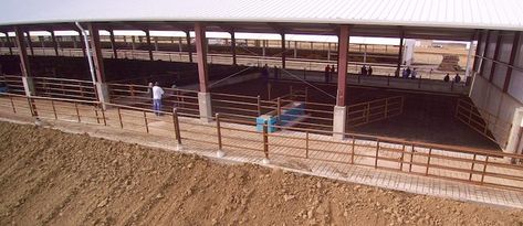 Cattle Confinement: Beef Feedlot Design Feedlot Cattle Design, Beef Cattle Barn Design, Cattle Feedlot, Cattle Barn Designs, Manure Management, Horse Pens, Agricultural Engineering, Cattle Barn, Cattle Feed