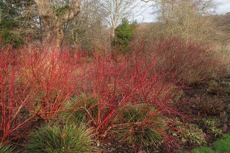 11 Great Plants For Clay Soil With Poor Drainage Dogwood Shrub, Red Osier Dogwood, Red Twig Dogwood, Twig Dogwood, Flowering Quince, Small Yellow Flowers, Creeping Jenny, Dogwood Trees, Dogwood Flowers