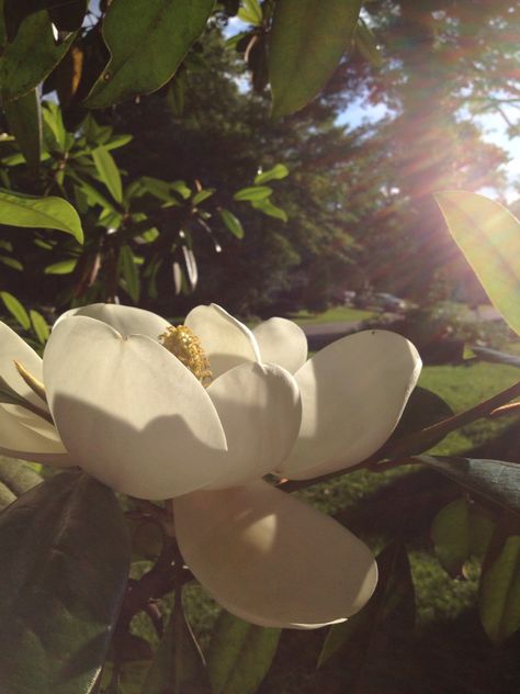 Magnolia Flowers Wallpaper, Magnolia Tree Aesthetic, Magnolia Core, Magnolia Flower Aesthetic, Magnolias Aesthetic, Magnolia Aesthetic, Fit Moodboard, Woman Goals, Emily Core