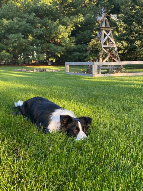 Collie Aesthetic, Border Collie Aesthetic, Dogs Border Collie, Border Collie Facts, White Border Collie, Cute Corgi Puppy, Cute Borders, Farm Dogs, Border Collie Puppies