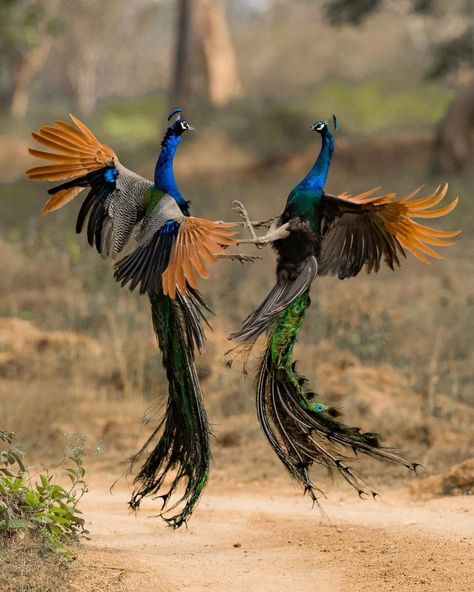 Bird Photographers of India© on Instagram: “Some fights Are worth the wait. Some fights Are worth the watch. Some fights The defeated, fall. Some fights have no victor at all. . . .…” Peacock Flying, Peacock Throw Pillows, Peacock Photos, Peacock Pictures, Tropical Art Print, Galaxies Wallpaper, What A Beautiful World, Animals Artwork, Enjoy Nature