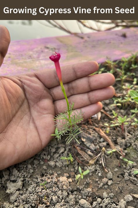 Growing Cypress Vine every year is an amazing experience for me and it doesn't make me tired at all. In this article, I am guiding you in cypress vine growing process from seeds. Cypress Vine, Different Types Of Vegetables, Seed Pots, Garden Privacy, Healthy Seeds, Hand Palm, How To Grow, I Fall In Love, I Fall