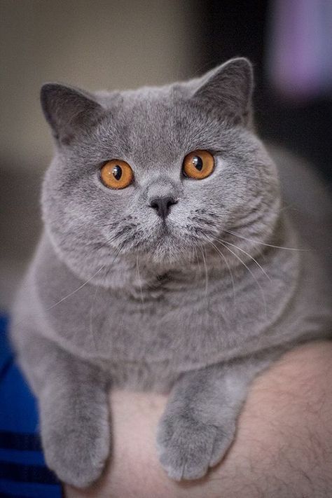 Kitten Area Ideas, Kitten Set Up Ideas, Kitten Hacks, Grey Cat Breeds, British Cats, British Blue Cat, Chartreux Cat, British Shorthair Kittens, Grey Kitten