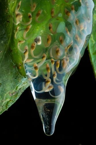 a transparent egg mass with developing glass frog tadpoles Frosch Illustration, Frog Species, Joel Sartore, Glass Frog, Reptiles Pet, Frog And Toad, Reptiles And Amphibians, An Egg, Lizards