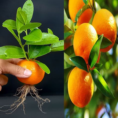 Ashik Muztaba - Best Way To Grow Orange Tree From Orange 100% Work In a glass of water Bonsai Orange Tree, Orange Water, Orange Plant, Mig Welding, Glass Of Water, Orange Tree, Welding Art, Kiwi, Garden Plants