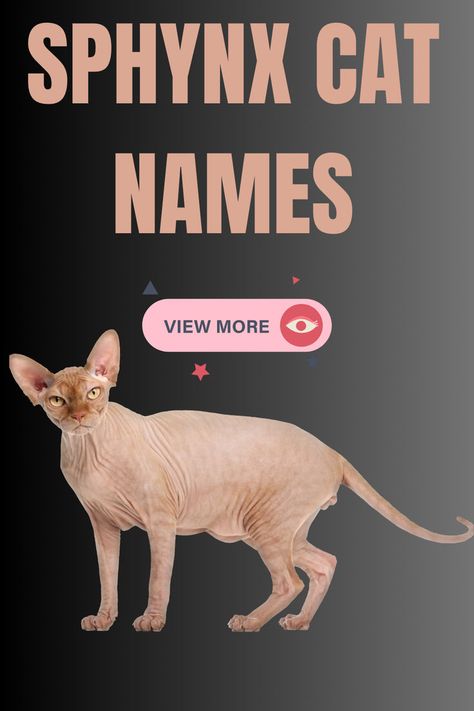 sphynx cat names Norse Mythology Names, Fun Names, Ancient Queen, Cat Personalities, Lots Of Cats, Cat Whiskers, Owning A Cat, Sphynx Cat, Cat Behavior