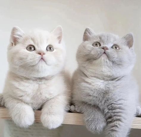 British Shorthair Kittens, Short Hair Cats, British Shorthair Cats, Cute Little Kittens, Cat Facts, British Shorthair, Anime Cat, Cat Aesthetic, Cute Kittens