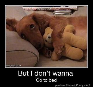 "But I don't wanna go to bed!" If I ever get a dog, he will have to love bears. Love My Dog, Weenie Dogs, Dachshund Love, Weiner Dog, Sweet Animals, Pet Grooming, Animals Friends, Dog Life, I Love Dogs