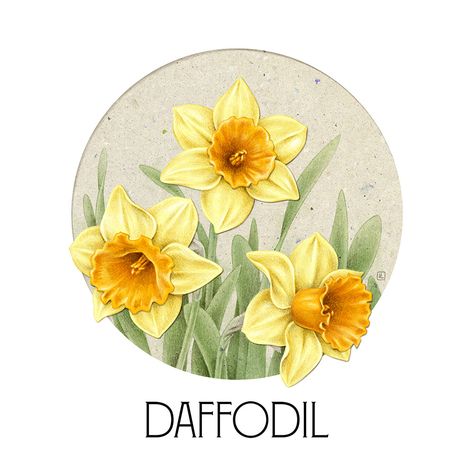 Daffodil Day, Daffodil Tattoo, Climbing Flowers, Flower Painting Canvas, Watercolor Sketchbook, Botanical Illustrations, Botanical Painting, Sketchbook Journaling, Graphic Elements