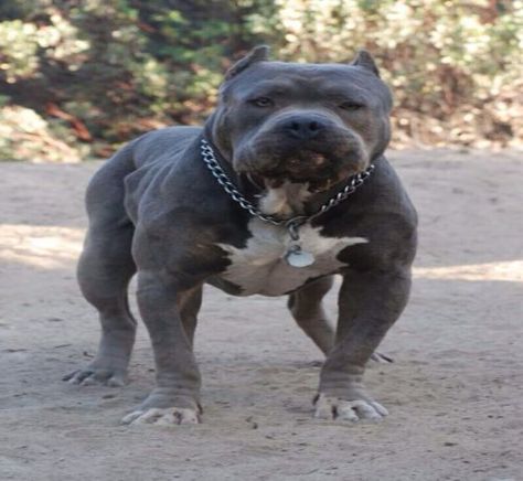 Blue Nose PitBull - 15 Interesting Facts About this Dog Pitbull Blue, Blue Pitbull, Blue Nose Pitbull, Blue Pits, Bully Dog, Pitbull Puppies, Bully Breeds, Sweet Dogs, American Pitbull Terrier