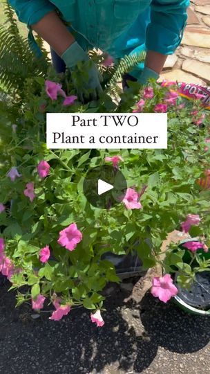 62K views · 3.7K reactions | My first video cut off - here is the rest:) | Carmen Johnston Gardens | carmenjohnstongardens · Original audio Proven Winners, First Video, Container Gardening, Cut Off, Garden Ideas, House Plants, Cottage, Yard, Audio