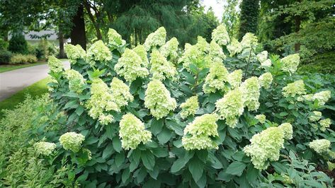 Hydrangea Paniculata Limelight, Rose Fertilizer, Hydrangea Varieties, Hydrangea Quercifolia, Panicle Hydrangea, Hydrangea Bloom, Limelight Hydrangea, Hydrangea Paniculata, Hydrangea Macrophylla