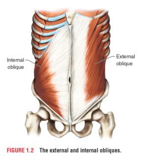 O External Oblique Muscle, Obliques Anatomy, External Oblique, Skeleton Muscles, Human Anatomy For Artists, Anatomy Bones, Human Body Facts, Musculoskeletal System, Muscle Anatomy