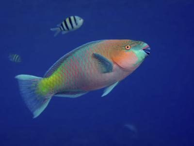 A parrot fish swims in the Red Sea. Parrot Facts, Parrot Fish, Tropical Fish Aquarium, Fish Stock, Image Film, Fish Drawings, Beautiful Fish, Animal Facts, Clown Fish