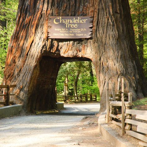 The Ultimate Summer Road Trips From San Francisco Best California Beaches, Chandelier Tree, Giant Tree, Redwood Tree, Redwood Forest, San Francisco Travel, California Travel Road Trips, Drive Through, California Travel