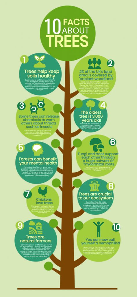 Agricultural Infographic, Uses Of Plants, Urban Ecology, Importance Of Trees, Tree Support, How To Become Vegan, Awareness Poster, Space Phone Wallpaper, Effective Study Tips