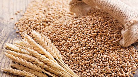 Wheat prices surged to a new record high on Monday after India decided to ban exports of the commodity as a heatwave hit production. Wheat Plant, Types Of Cereal, Wheat Berries, Safety Net, Food Security, Grain Foods, Wheat Grass, Cooking Ingredients, Wheat Flour