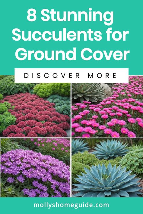 Explore the beauty of using succulents for ground cover in your outdoor space. Succulent ground covers like Sedum and Stonecrop not only add visual appeal but also work as excellent weed suppressors. Discover the best succulent ground cover plants to enhance your garden or landscape. Flowering ground cover plants can provide color and texture while serving a practical purpose. Consider incorporating succulent stonecrop varieties for a low-maintenance, yet stunning solution as ground covers in va Zone 9 Ground Cover, Wooly Thyme Ground Cover, Ground Cover That Chokes Out Weeds, Sedum Ground Cover, Flowering Ground Cover, Ground Cover Flowers, Ground Cover Shade, Succulent Ground Cover, Wooly Thyme