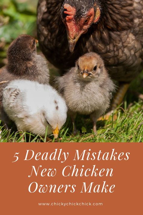 New Chicken Owners, Chicken Owner, Dust Bath, Chicken Ideas, Raising Backyard Chickens, Farm Living, Backyard Chickens, Farms Living, Pet Chickens