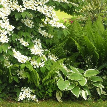 Go Gardening - Helping New Zealand Grow - Garden Inspiration, tips and advice from the expert New Zealand Garden, Viburnum Plicatum, Grow Garden, Gardening Photography, Honey Walnut Shrimp, Healthy Summer Dinners, Healthy Salad Dressing, Garden Help, City Garden