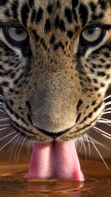 Regard Animal, Photo Animaliere, Gato Grande, Majestic Animals, African Animals, Animal Faces, Leopards, Animal Wallpaper, Nature Animals