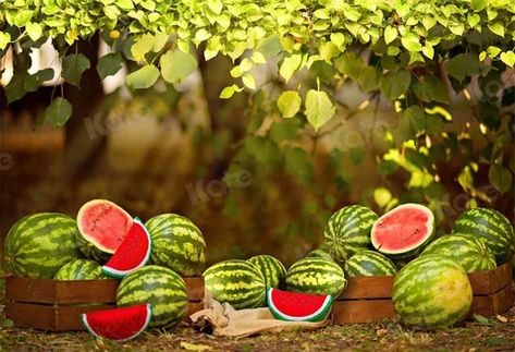 Hot Summer backdrops for photography Watermelon Photoshoot, Safari Kids Party, Kids Party Decor, Forest Backdrop, Safari Kids, Baby Backdrop, Summer Forest, Forest Backdrops, Funny Summer