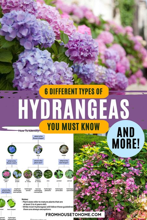 Hydrangeas are a classic perennial favorite, but do you know what type of hydrangea you have? Use these simple tips to identify which Hydrangea type is your garden's pride and joy Hydrangea Shade, Hardy Hydrangea, Mophead Hydrangea, French Hydrangea, Hydrangea Petiolaris, Hydrangea Serrata, Hydrangea Landscaping, Types Of Hydrangeas, Big Leaf Hydrangea