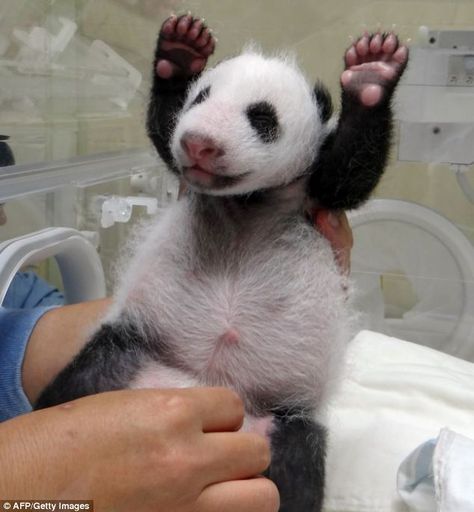 Yuan Zai, a newborn giant panda, gives her fans a huge wave. She was born at Taipei City Zoo to parents Yuan Yuan and Tuan Tuan Zoo Pictures, Panda Bebe, Panda Mignon, Panda Lindo, Panda Bears, Adorable Babies, Panda Love, Giant Panda, Baby Panda