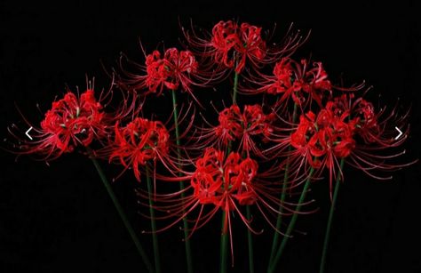 Shizuka Photo, Tokyo Ghoul Flower, Light Perspective, Spider Lilies, Flower Still Life, Lily Wallpaper, Red Spider Lily, Spider Lily, Tokyo Ghoul Wallpapers