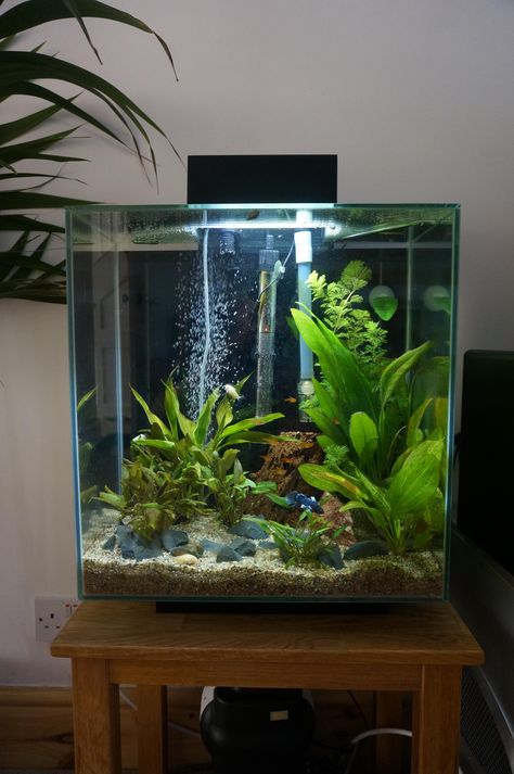 Pretty tank. Betta Aquascape, Betta Tanks, Aquarium Inspiration, Tank Terrarium, Fish Tank Themes, Taman Air, Fish Tank Terrarium, Cool Fish Tanks, Betta Aquarium