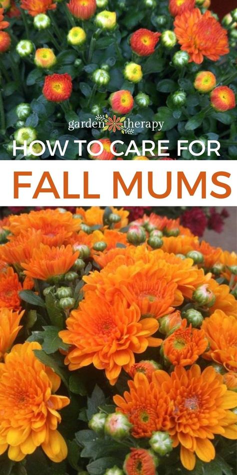 How to Care for Mums and Keep Them Blooming All Year Long Hardy Mums, Potted Mums, Caring For Mums, Planting Mums, Garden Mum, Fall Mums, Mums Flowers, Fall Planters, Mums Homecoming