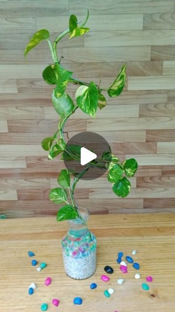 Pothos Plant Climbing Ideas, Pothos Climbing Ideas, Money Plant Decor Ideas, Pothos Plant Decor, Pothos Plants, Golden Pothos, Plant Decoration, Money Plant, Pothos Plant