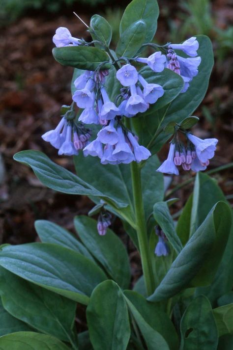 Bluebell Flower, Virginia Bluebells, Blue Bell Flowers, Forest Plants, Plant Photography, Native Garden, Molasses, My Father, My Parents