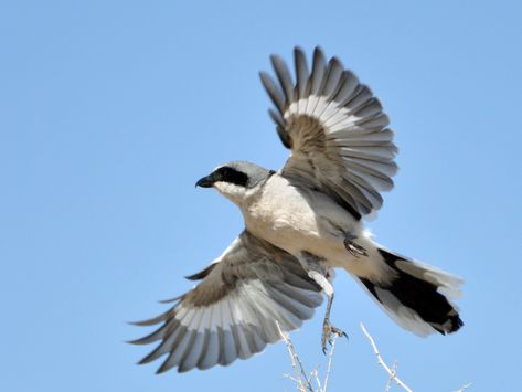 Northern Shrike, Hozier Songs, Shrike Bird, Hozier Tattoo, Loggerhead Shrike, Butcher Bird, Utility Wire, Northern Mockingbird, Dnd Inspiration