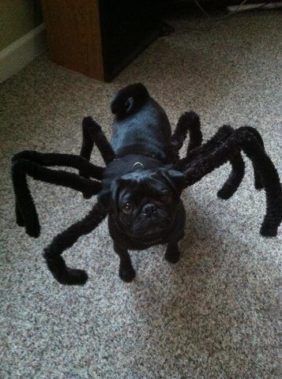 Pug Halloween Costumes, Cute Dog Halloween Costumes, Dog Spider Costume, Halloween Costumes For Dogs, Best Dog Halloween Costumes, Best Dog Costumes, Costumes For Dogs, Spider Dog, Cute Dog Costumes